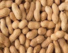 ফ্রেশ দেশি কাঁচা বাদাম | Premium Raw Peanuts | উচ্চমানের কৃষকের সরাসরি সংগ্রহ 3