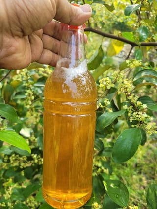 বড়ই ফুলের মধু 1