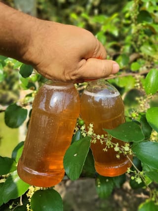 বড়ই ফুলের মধু 2