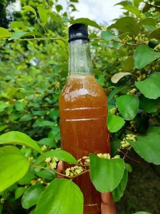 বড়ই ফুলের মধু 3
