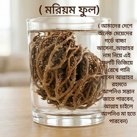 Moriom Flower মরিয়ম ফুল