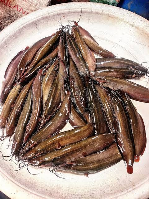 শিং মাছ (ছোট)