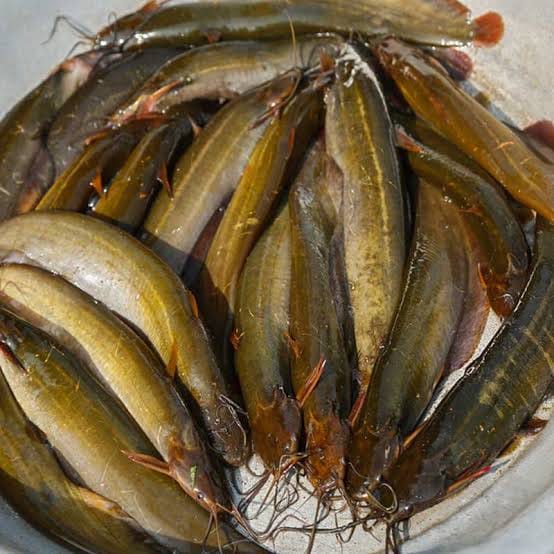 শিং মাছ (বড় )